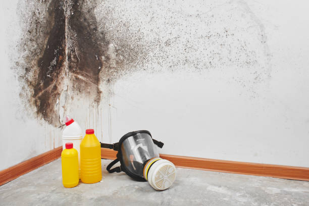 Trusted Crosbyton, TX Mold Remediation Experts