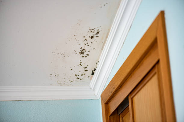 Best DIY Mold Remediation Support Services in Crosbyton, TX