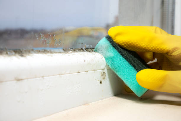 Best Emergency Mold Remediation in Crosbyton, TX