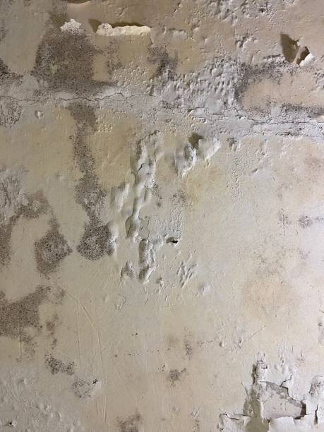 Best Mold Testing and Inspection Services in Crosbyton, TX