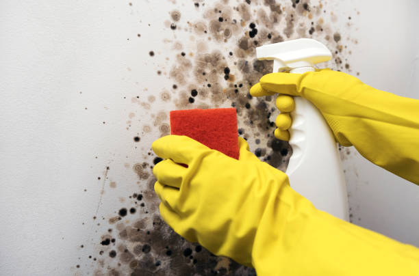 Best Residential Mold Remediation in Crosbyton, TX