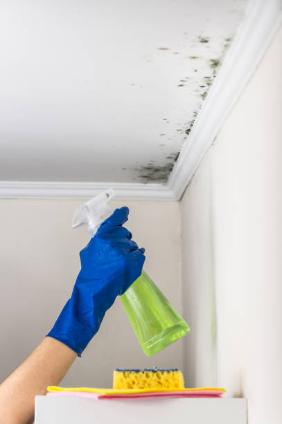 Best Residential Mold Remediation in Crosbyton, TX